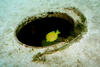 Sliegel_Grove_yellow_tang2.jpg