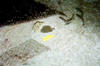 Spiegel_Grove_baloon_fish.jpg