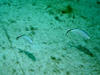 Spiegel_Grove_bar_jack_fish.jpg