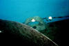 Spiegel_Grove_butterfly_fish.jpg