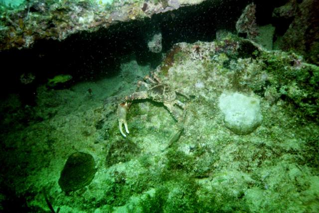 ../pictures/Benwood_big_crab2.jpg