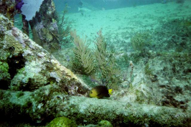 ../pictures/Benwood_damsel_fish3.jpg