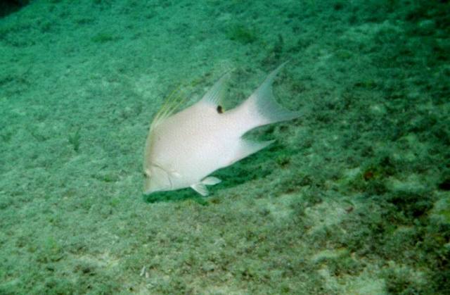 ../pictures/Benwood_hog_fish.jpg