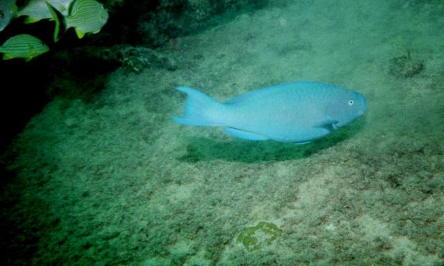 ../pictures/Benwood_parrot_fish2.jpg