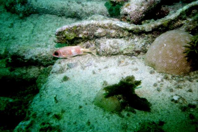 ../pictures/Benwood_squirl_fish2.jpg