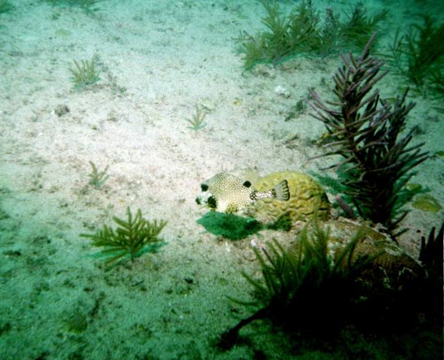 ../pictures/Benwood_trunk_fish.jpg