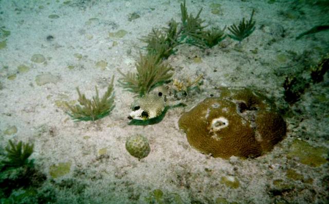 ../pictures/Benwood_trunk_fish2.jpg