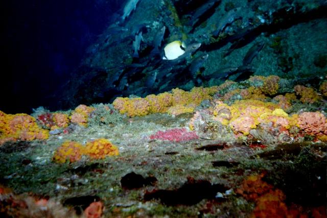 ../pictures/Duane_reef_buterfly_fish.jpg