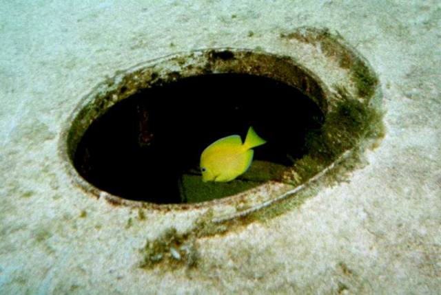 ../pictures/Sliegel_Grove_yellow_tang2.jpg