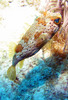Baloonfish2.jpg