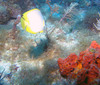 Butterfly_fish1.jpg