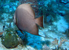 Gray_angel_fish4.jpg
