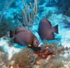 Gray_angel_fish5.jpg