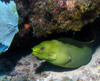 Green_moray3.jpg