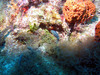 Harlequin_bass.jpg