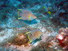 Queen_angel_fish2.jpg