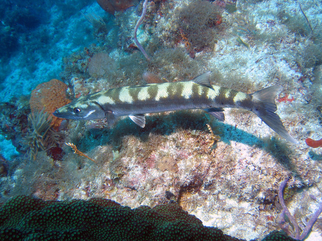 ../pictures/Barracuda.jpg