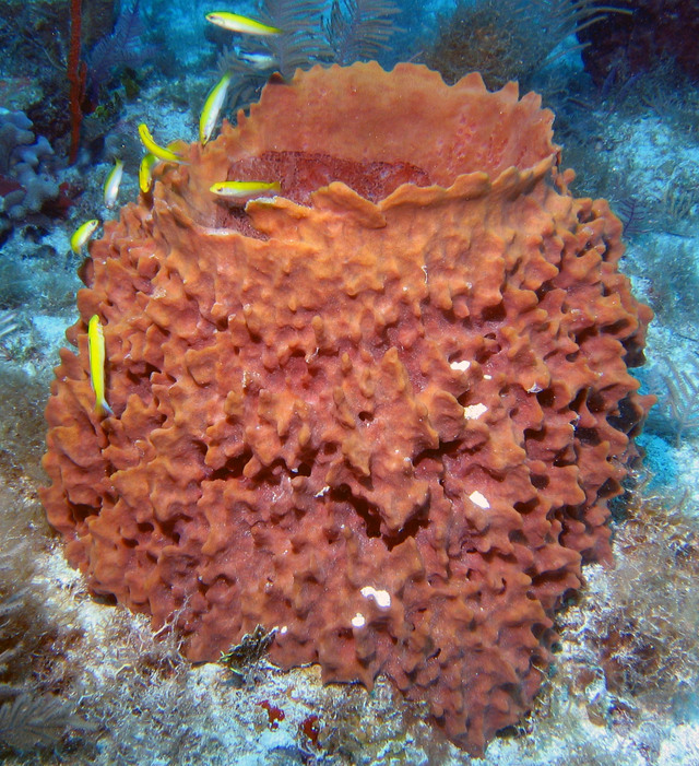 ../pictures/Barrel_sponge.jpg