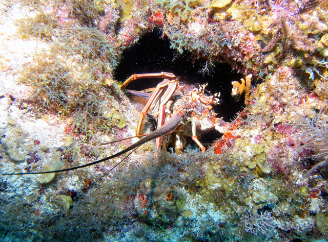 ../pictures/Lobster.jpg