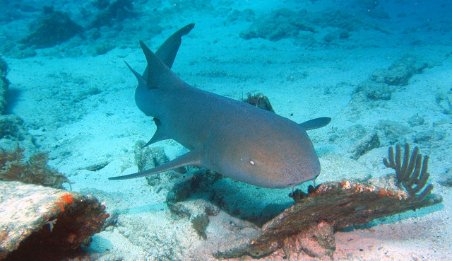 ../pictures/Nurse_shark1.jpg