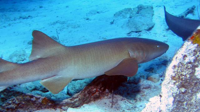 ../pictures/Nurse_shark2.jpg
