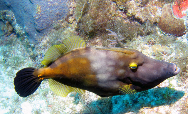 ../pictures/Trigger_fish2.jpg
