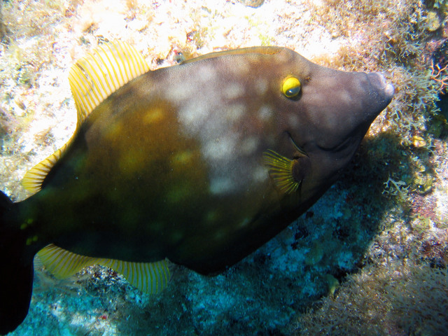 ../pictures/Trigger_fish3.jpg