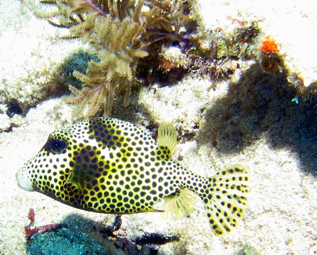 ../pictures/Trunk_fish.jpg