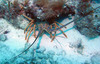 Lobster2.jpg