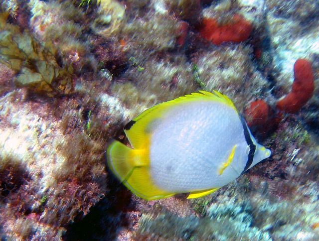 ../pictures/Butterfly_fish2.jpg