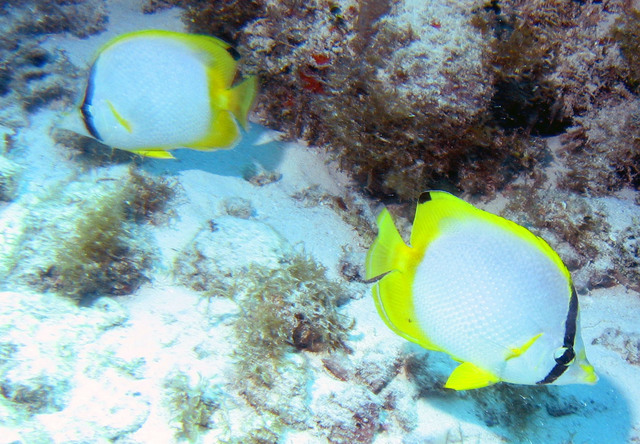 ../pictures/Butterfly_fish3.jpg