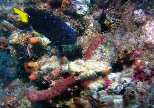 ../pictures/Damsel_fish.jpg