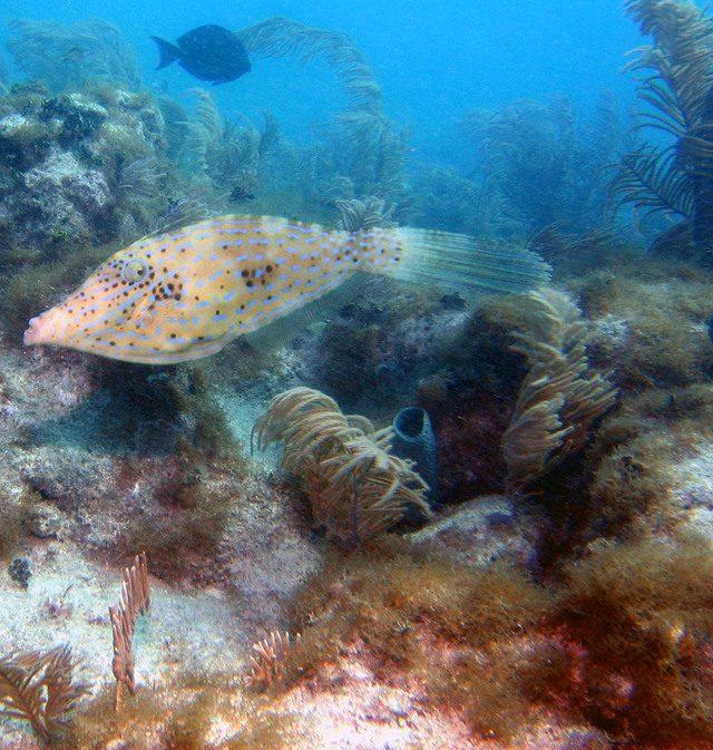../pictures/File_fish1.jpg