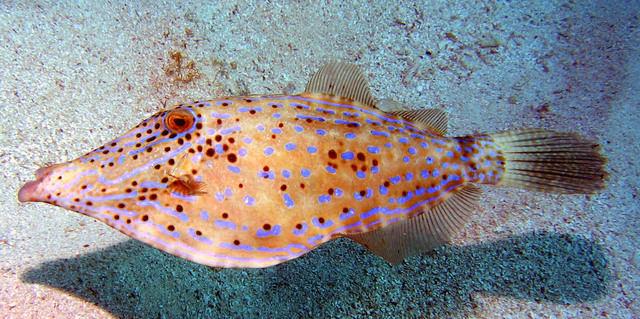 ../pictures/File_fish2.jpg