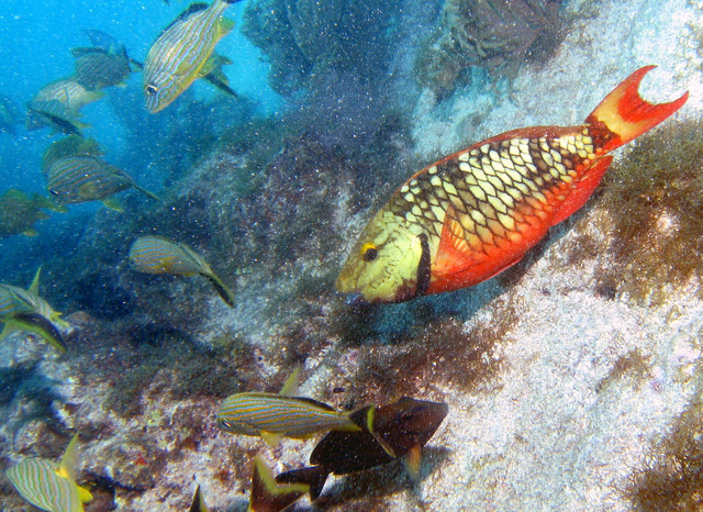 ../pictures/Parrot_fish.jpg