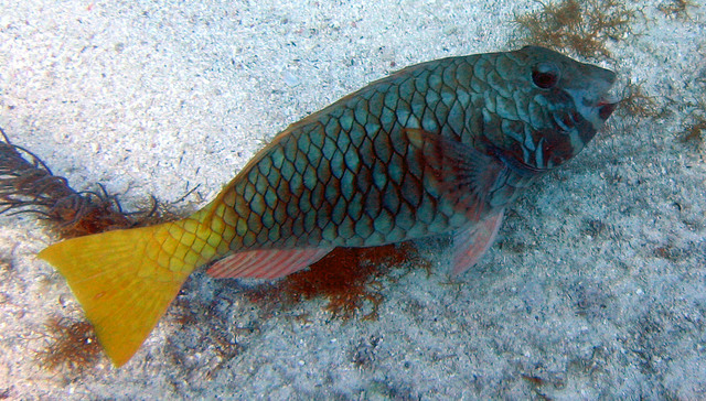 ../pictures/Parrot_fish2.jpg