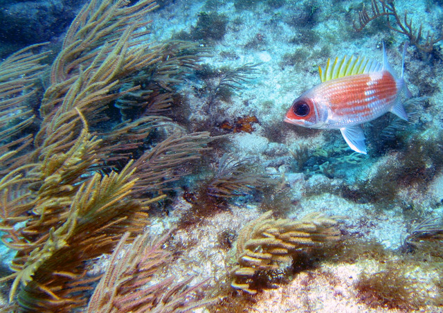../pictures/Squirrel_fish1.jpg