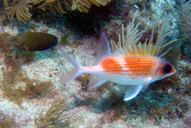 ../pictures/Squirrel_fish2.jpg