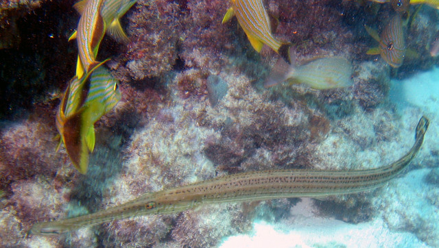 ../pictures/Trumpet_fish2.jpg