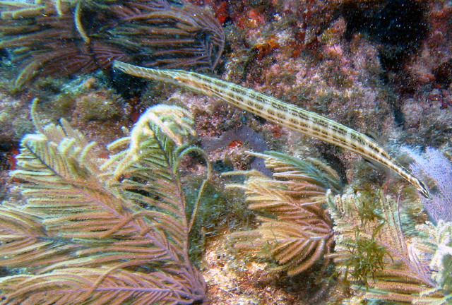 ../pictures/Trumpet_fish5.jpg