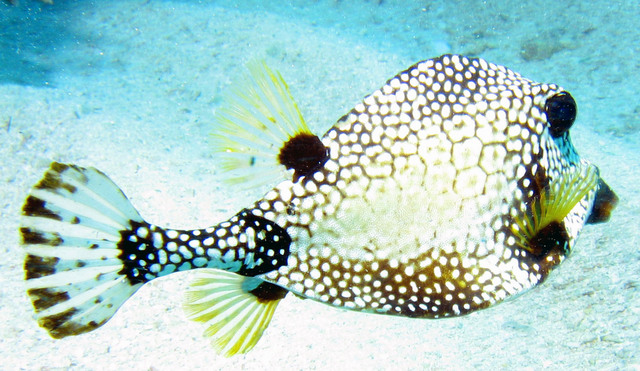 ../pictures/Trunk_fish.jpg
