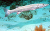 Barracuda.jpg