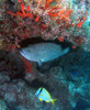Grouper1.jpg