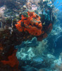 Grouper3.jpg