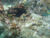 Lobster3.jpg