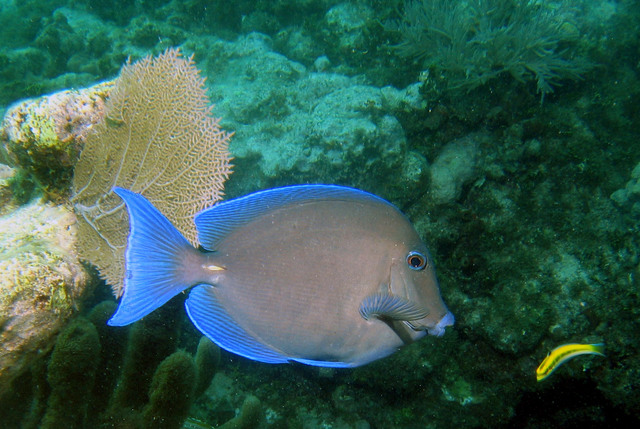 ../pictures/Blue_tang.jpg