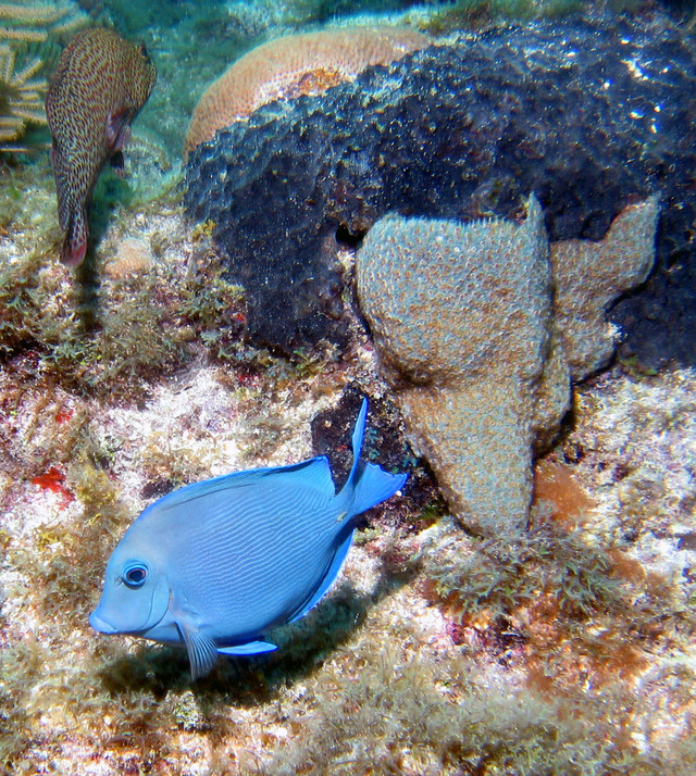 ../pictures/Blue_tang2.jpg