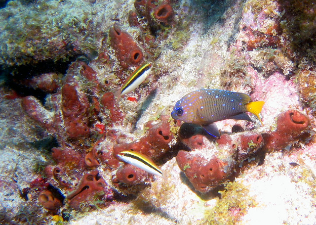../pictures/Damsel_fish2.jpg