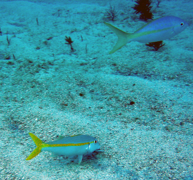 ../pictures/Goat_fish.jpg