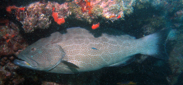 ../pictures/Grouper2.jpg